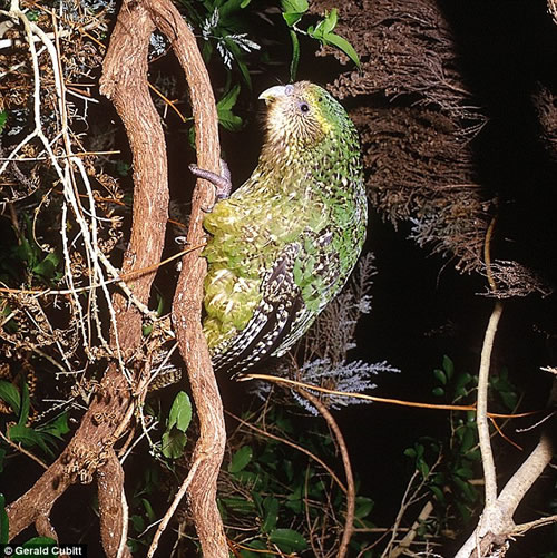 ׷�٣������������� ����ɵ����ģ�ͼ��