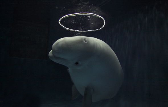 可爱的小白鲸水下吹泡泡自娱自乐(图)