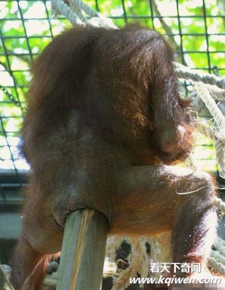 ������һ���������Ҷ��ĵĿ�ͼ��(��ͼ)