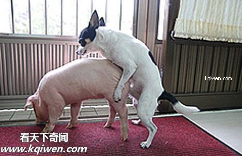 ɵ��������ɫ����ɱ