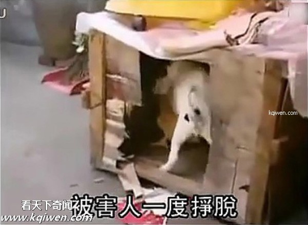 ��ɫС�������컯�����Ｆ(��ͼ)